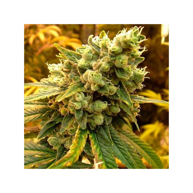 Sour Diesel Feminizada de DNA Genetics Sour Diesel Feminizada de DNA Genetics