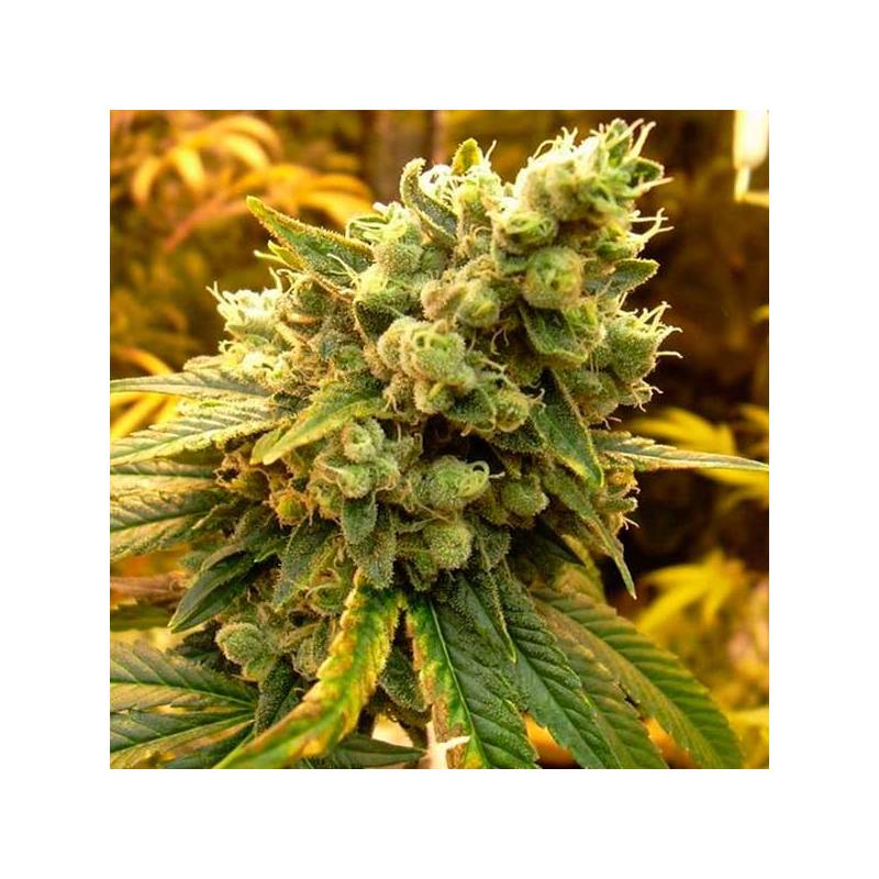 Sour Diesel Feminizada de DNA Genetics