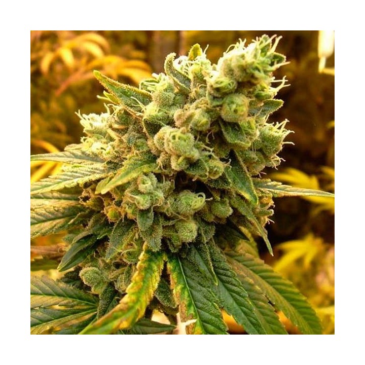 Sour Diesel Feminizada de DNA Genetics