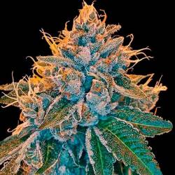 Sour Kosher Feminizada de DNA Genetics