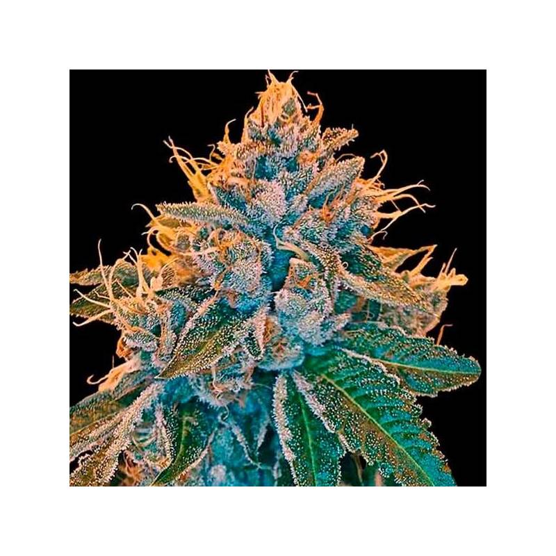 Sour Kosher Feminizada de DNA Genetics