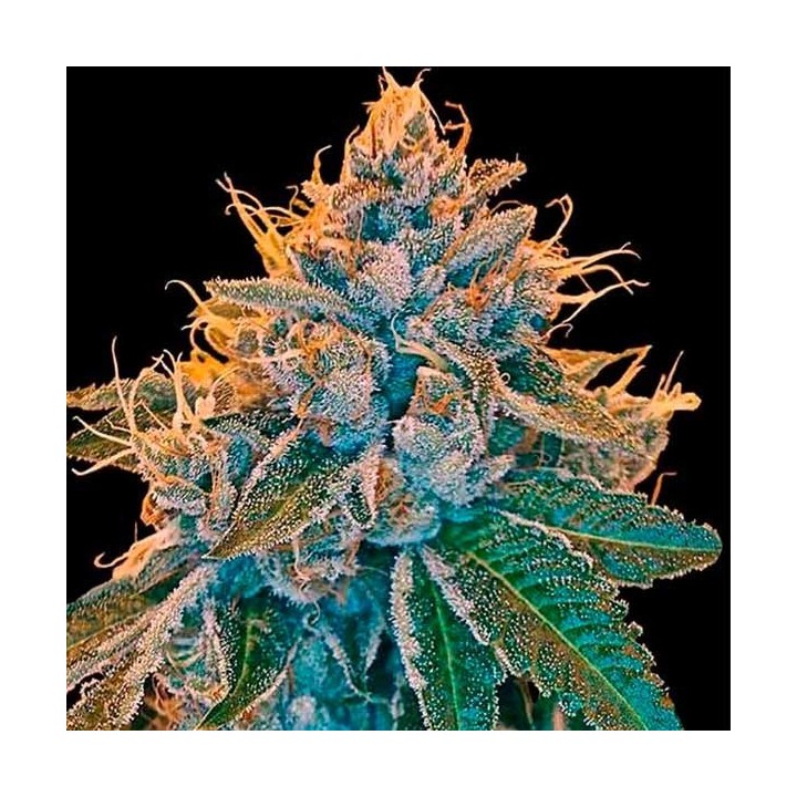 Sour Kosher Feminizada de DNA Genetics