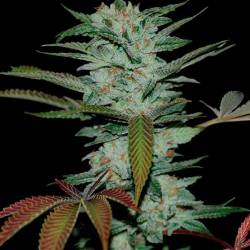 Sour Kush Feminizada de DNA Genetics