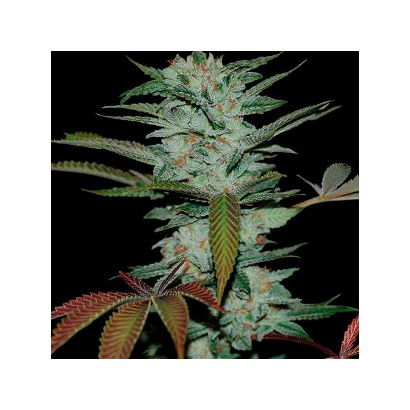 Sour Kush Feminizada de DNA Genetics