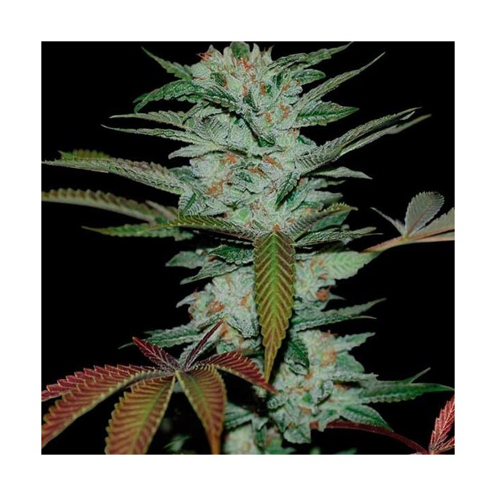 Sour Kush Feminizada de DNA Genetics