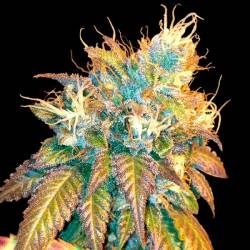Sour Secret Feminizada de DNA Genetics