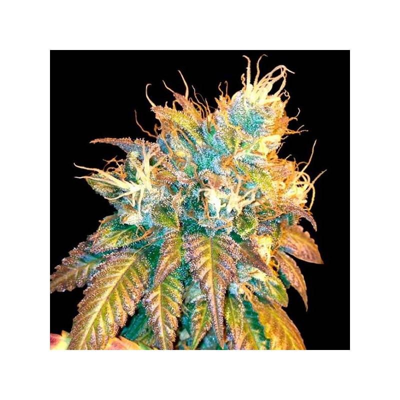 Sour Secret Feminizada de DNA Genetics