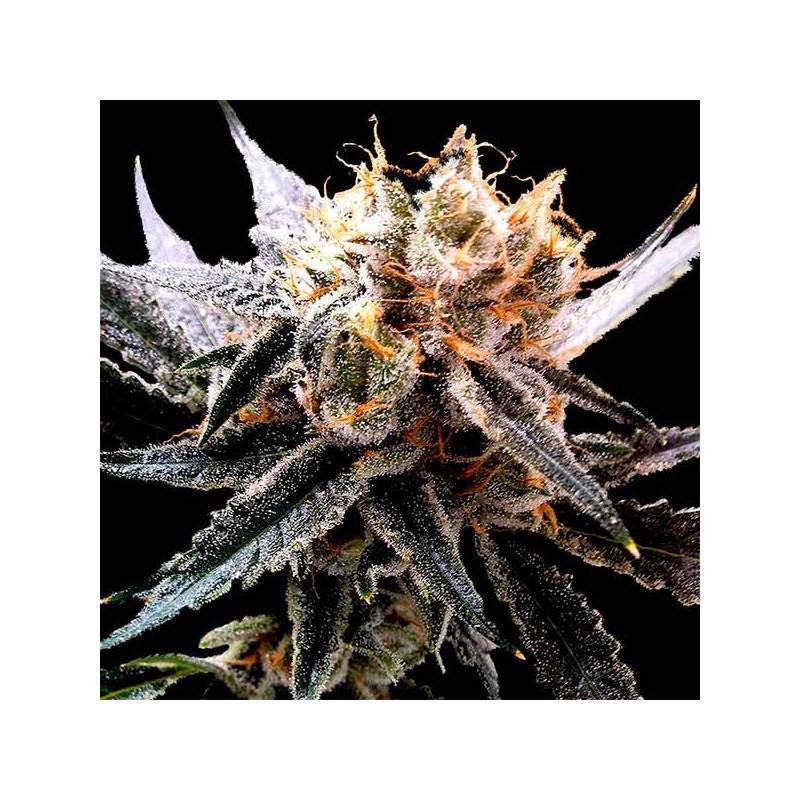 Sour Tangie Feminizada de DNA Genetics Sour Tangie Feminizada de DNA Genetics