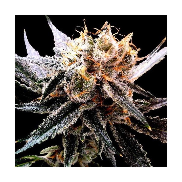 Sour Tangie Feminizada de DNA Genetics