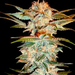 Stacked Kush Feminizada de DNA Genetics