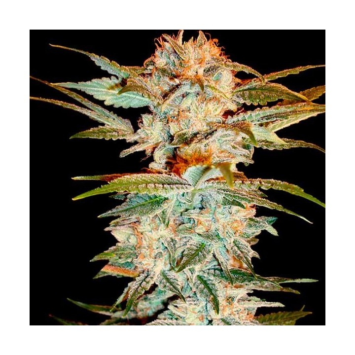 Stacked Kush Feminizada de DNA Genetics