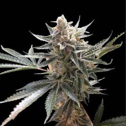 Tangie Feminizada de DNA Genetics