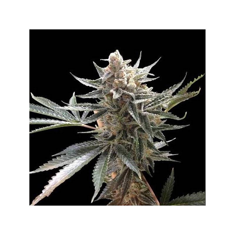 Tangie Feminizada de DNA Genetics