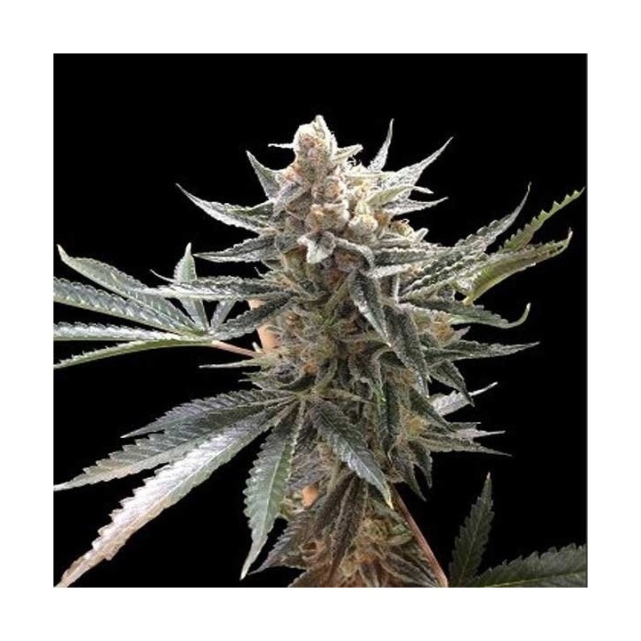 Tangie Feminizada de DNA Genetics