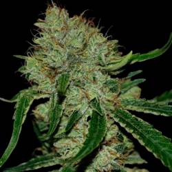 Tangilope Feminizada de DNA Genetics