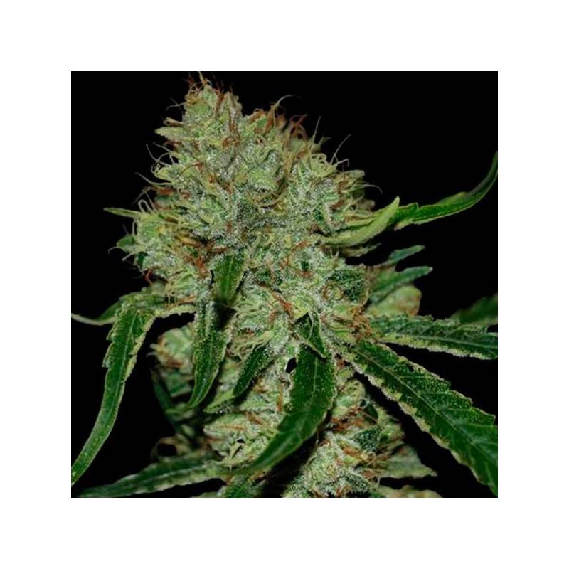 Tangilope Feminizada de DNA Genetics