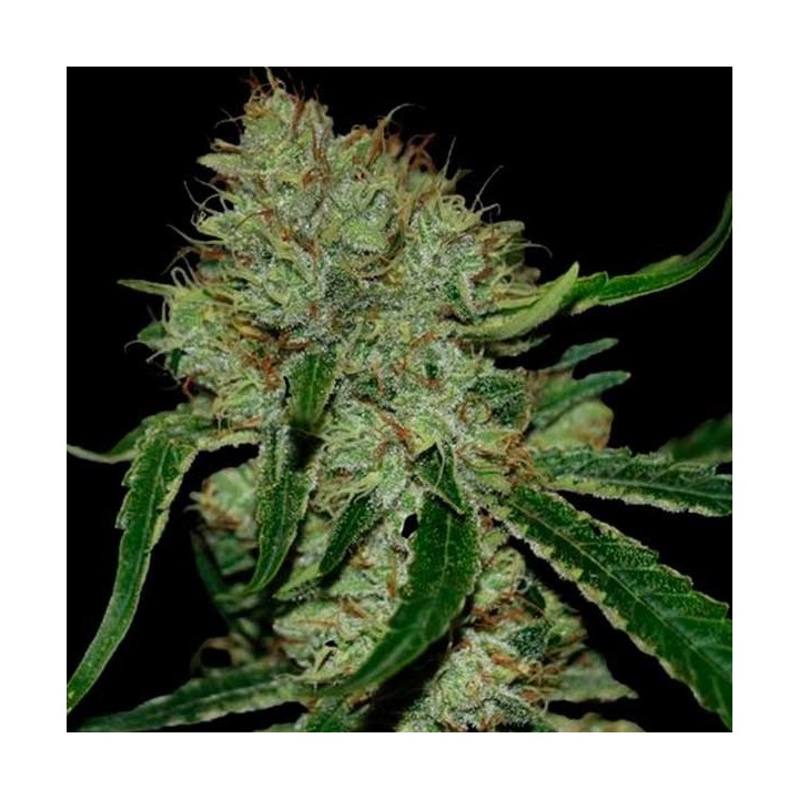 Tangilope Feminizada de DNA Genetics