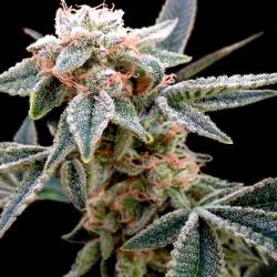 White Alien Feminizada de DNA Genetics