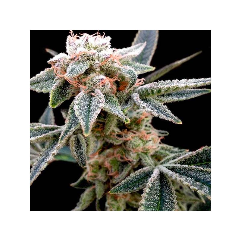 White Alien Feminizada de DNA Genetics