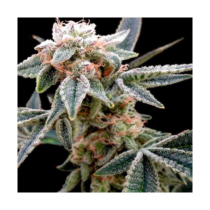 White Alien Feminizada de DNA Genetics
