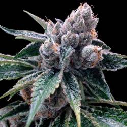 White Walker Kush Feminizada de DNA Genetics