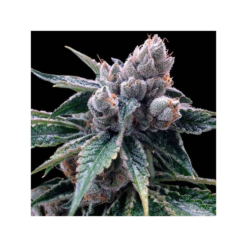 White Walker Kush Feminizada de DNA Genetics