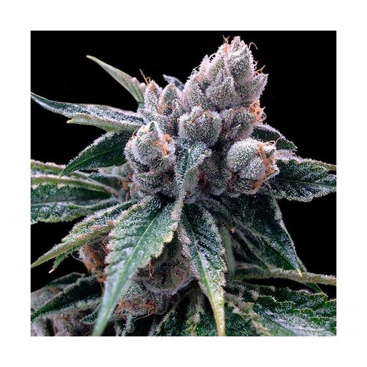 White Walker Kush Feminizada de DNA Genetics