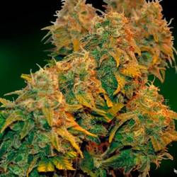 8 Ball Kush Feminizada de Barney's Farm