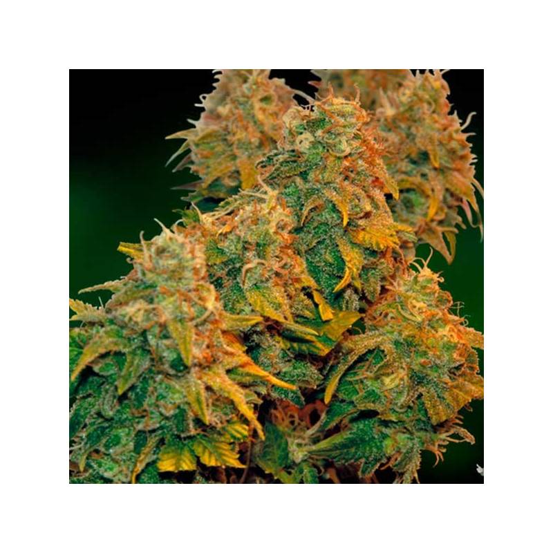 8 Ball Kush Feminizada de Barney's Farm