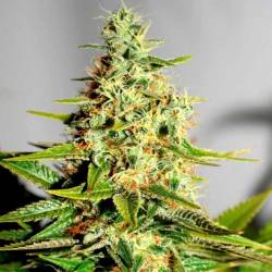 Acapulco Gold Feminizada de Barney's Farm