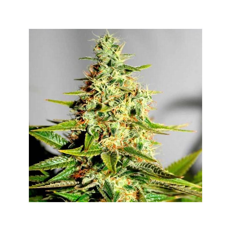 Acapulco Gold Feminizada de Barney's Farm