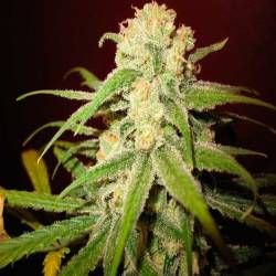 Amnesia Lemon Feminizada