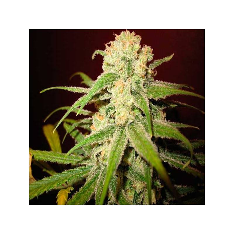 Amnesia Lemon Feminizada de Barney's Farm