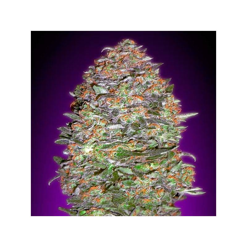 Auto Nyc Diesel Auto Nyc Diesel