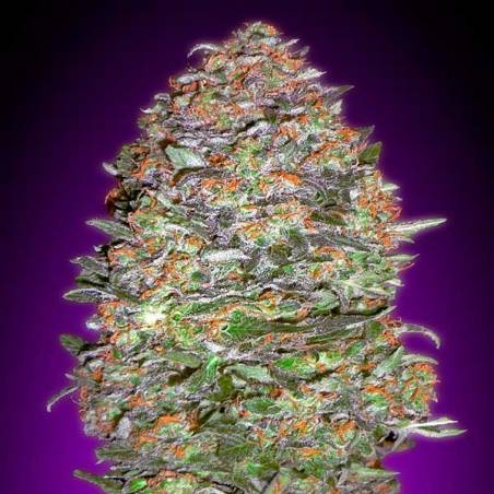 Auto Nyc Diesel Auto Nyc Diesel