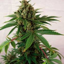 Blue Cheese Autofloreciente Feminizada de Barney's Farm