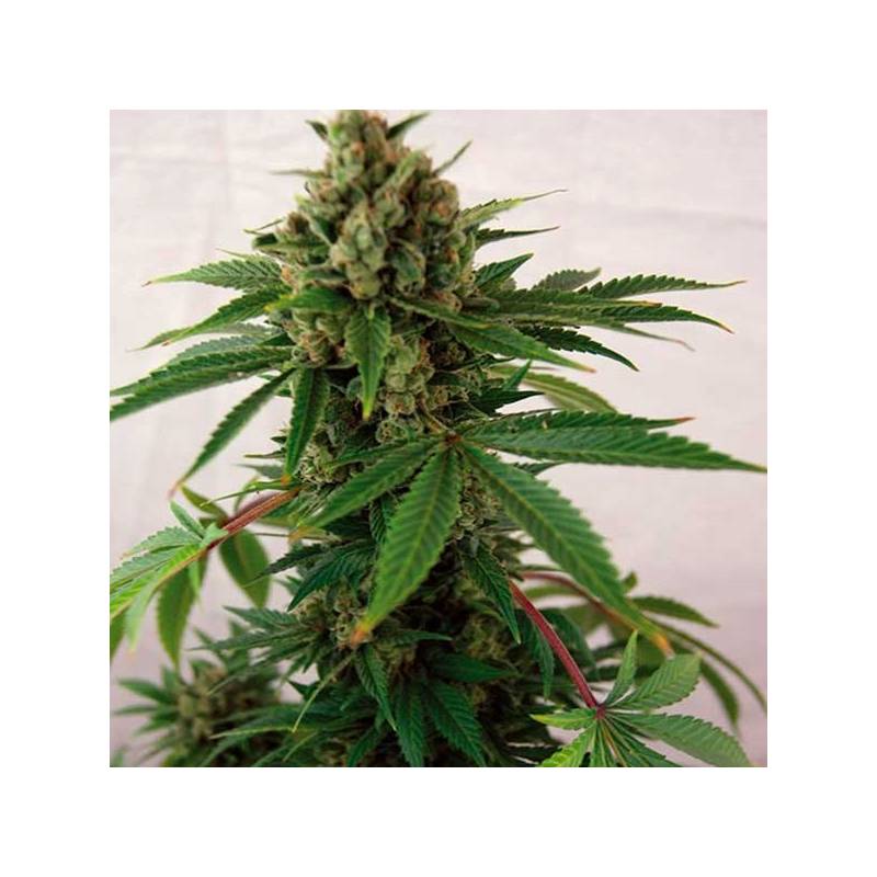 Blue Cheese Autofloreciente Feminizada de Barney's Farm