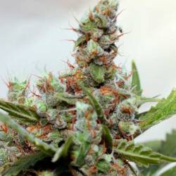 Blue Shark CBD Feminizada de Barney's Farm