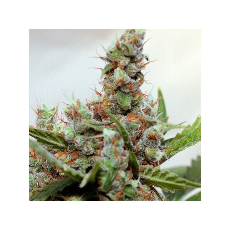 Blue Shark CBD Feminizada de Barney's Farm