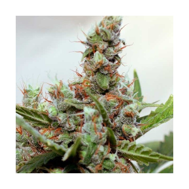 Blue Shark CBD Feminizada de Barney's Farm