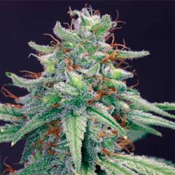 Blue Cheese Feminizada de Barney's Farm