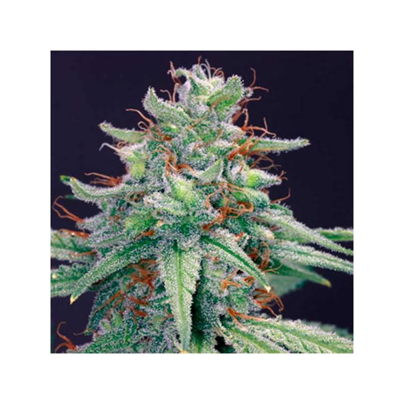 Blue Cheese Feminizada de Barney's Farm