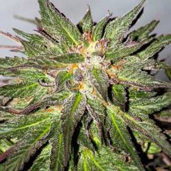 Critical Cure Cbd Feminizada