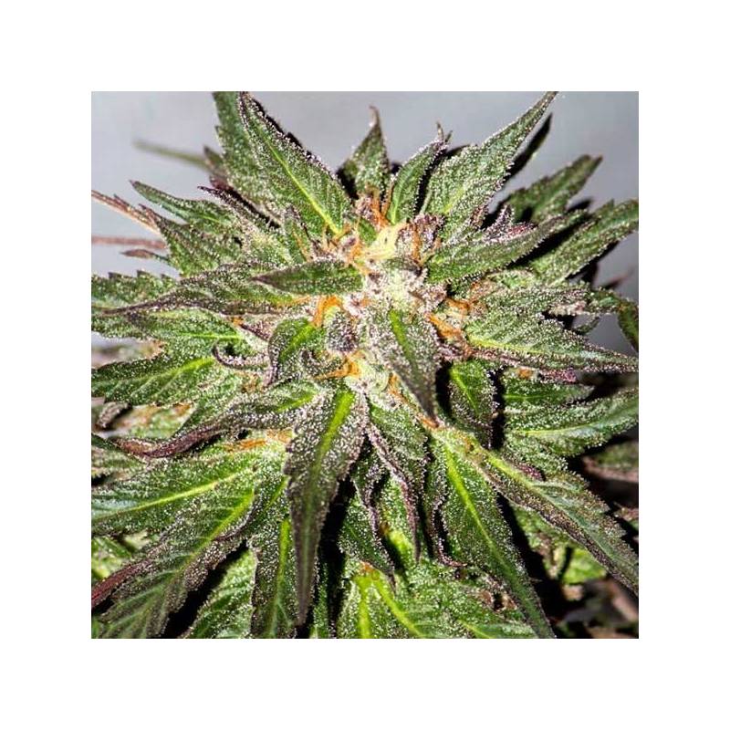 Critical Cure CBD Feminizada de Barney's Farm