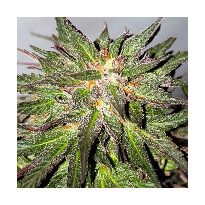 Critical Cure CBD Feminizada de Barney's Farm
