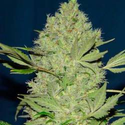 Chronic Thunder Feminizada de Barney's Farm