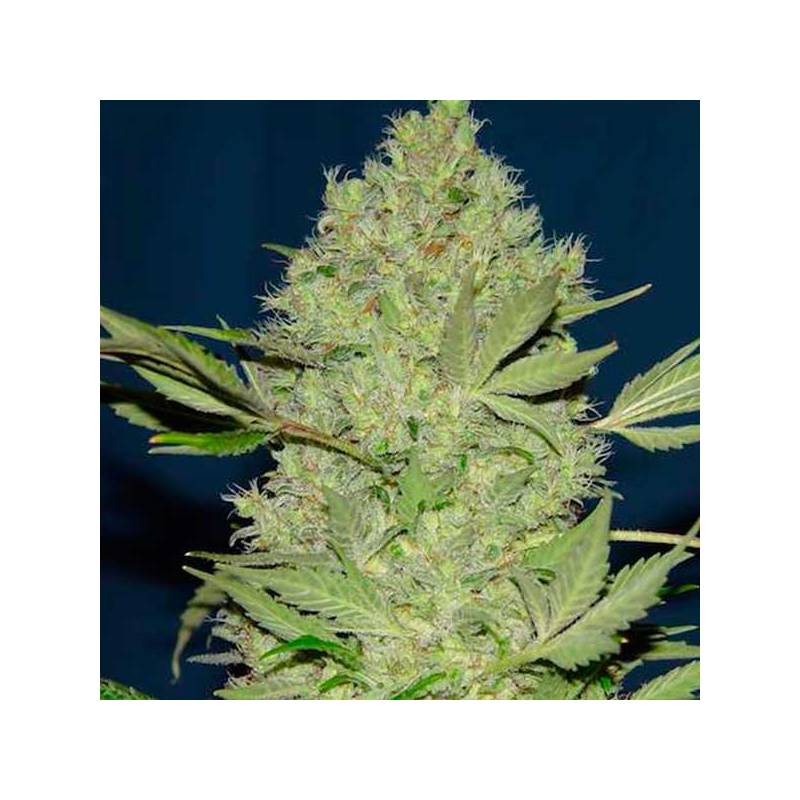 Chronic Thunder Feminizada de Barney's Farm