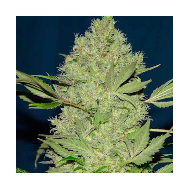 Chronic Thunder Feminizada de Barney's Farm
