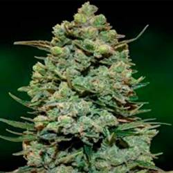 Cookies Kush Feminizada de Barney's Farm