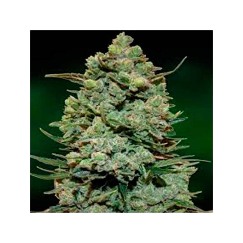 Cookies Kush Feminizada de Barney's Farm